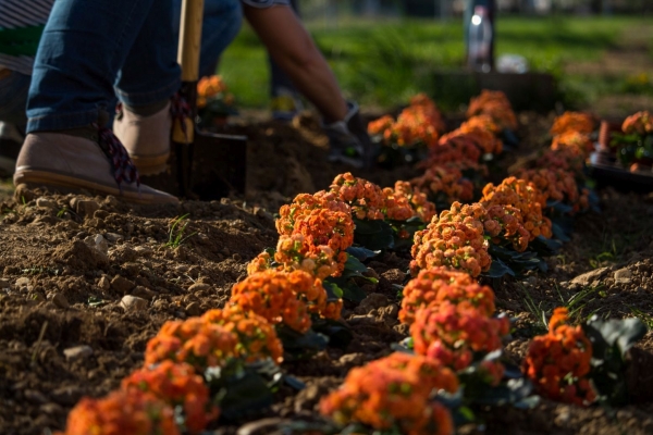 S optickou sieťou od Orangeu vyr&aacute;stol aj kvetinov&yacute; z&aacute;hon