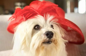 Aj psy už maj&uacute; svoju telev&iacute;ziu - DogTV