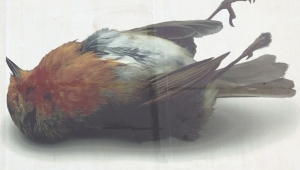 Kampaň s mŕtvym vt&aacute;kom upozorňuje na masaker v Stredomor&iacute; (FOTO)