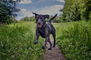 Haf-haf! Appky a &uacute;čty, ktor&eacute; pote&scaron;ia ps&iacute;čkarov