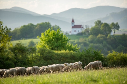 Prieskum: Top 5 slovensk&yacute;ch potrav&iacute;n, za ktor&yacute;mi sa oplat&iacute; vydať na letn&uacute; gastroturistiku alebo ich zbaliť do batohu