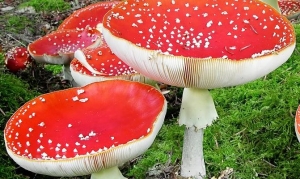 Mobiln&aacute; aplik&aacute;cia dok&aacute;že rozpozn&aacute;vať huby a mapovať ich