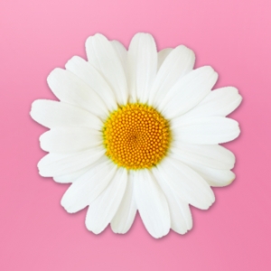 Pravda m&aacute; nov&yacute; žensk&yacute; web