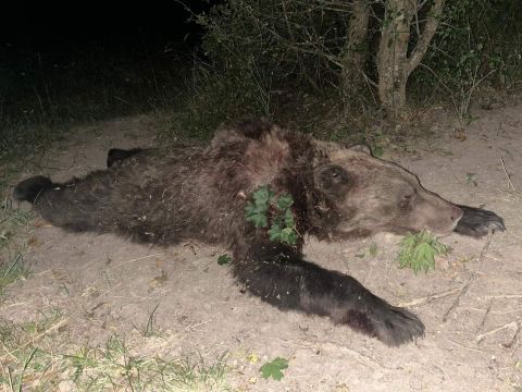Toto je klamstvo Tom&aacute;&scaron;a Tarabu o medveďoch