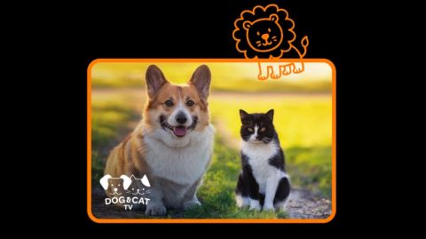 Orange roz&scaron;iruje TV ponuku: &Scaron;tart Dog &amp; Cat TV na Slovensku, aj zaradenie BBC First a BBC Earth