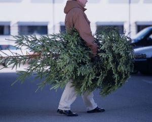 IKEA spustila predaj vianočn&yacute;ch stromčekov, ktor&eacute; bude možn&eacute; v&yacute;hodne vr&aacute;tiť