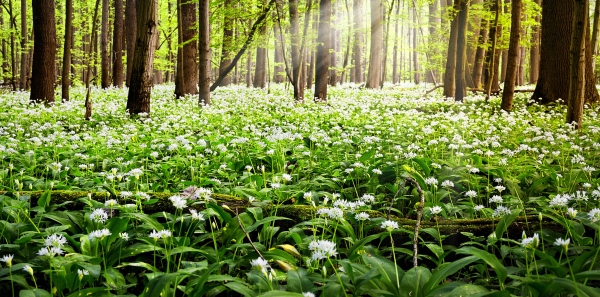 Pozor, snežienky či medved&iacute; cesnak netrhajte v treťom až piatom stupni ochrany
