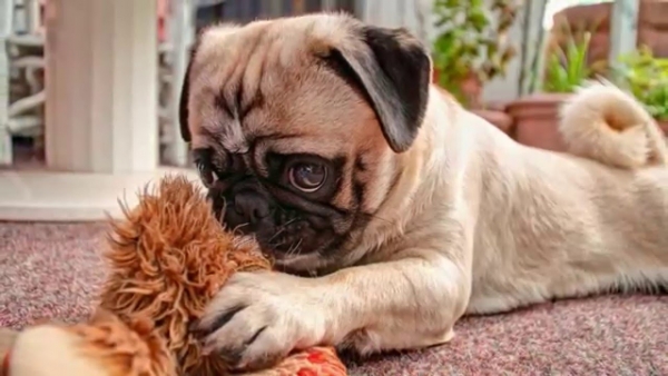 &Uacute;rady v exek&uacute;cii zhabali psa a predali ho na eBay