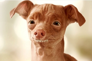 Fofola je sp&auml;ť. S grgan&iacute;m a chladničkou